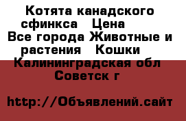 Котята канадского сфинкса › Цена ­ 15 - Все города Животные и растения » Кошки   . Калининградская обл.,Советск г.